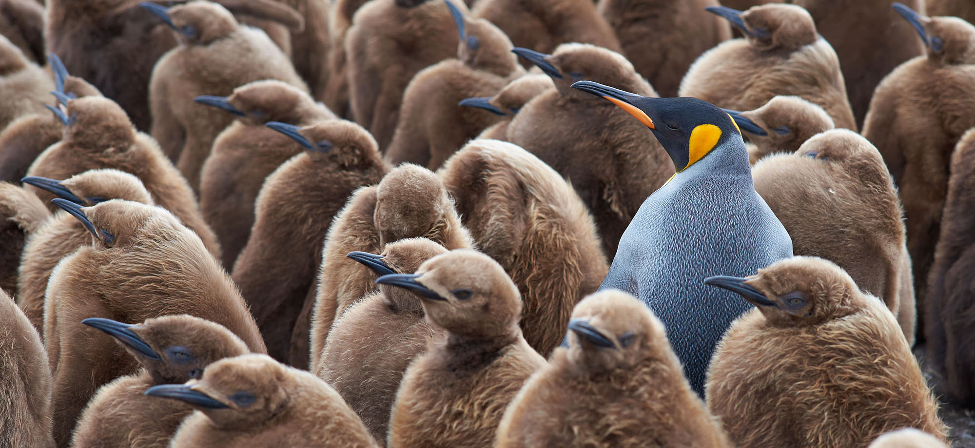 A blue penguin standing out amongst a large number of brown penguins.